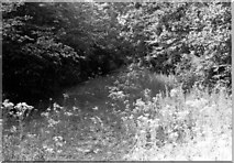 TL1980 : Fixed point 35 (1974), Monk's Wood NNR by D.O. Elias