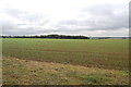 Farmland towards Badlesmere