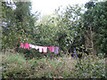 SX8448 : A pink wash drying  by Robin Stott