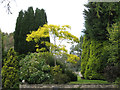 Ornamental trees, Bowden House 