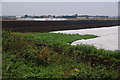 Vegetable production at Moss Lodge Farm