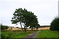 Roadside Pines