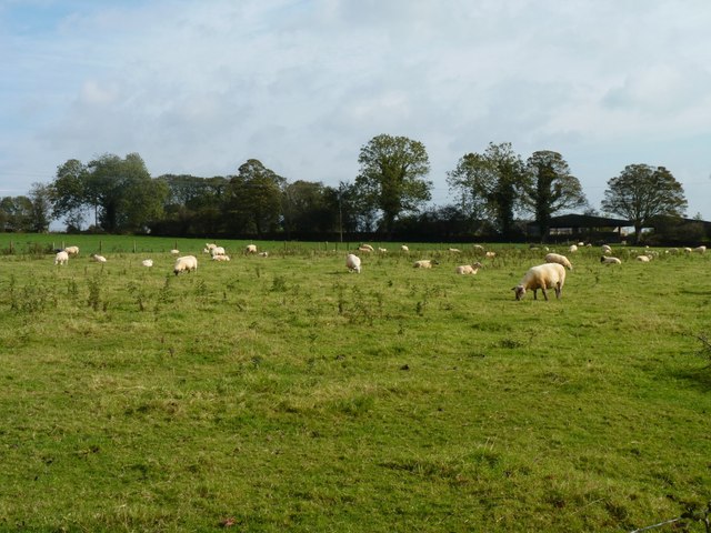 Field of sheep
