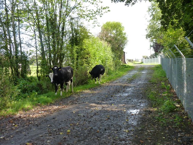 Cattle on the loose