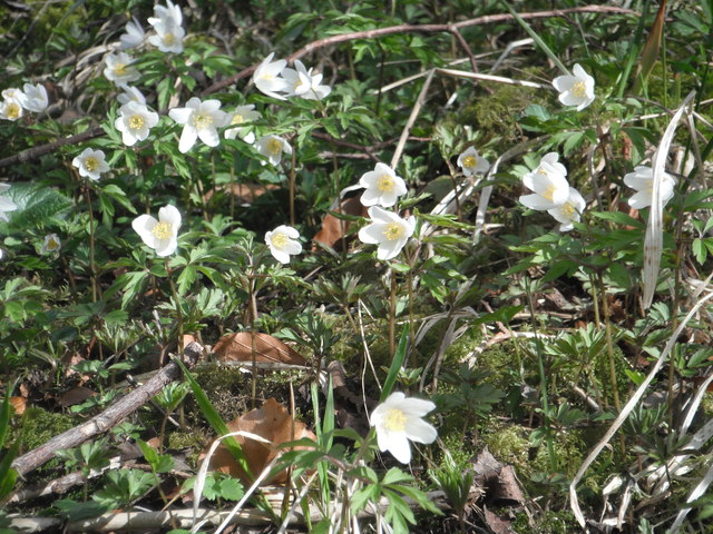 Wood Anemones in Tideswell Dale