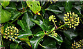 Ivy flowers, Belfast