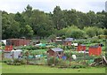 Lamont Gardens Allotments