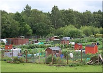 NS4670 : Lamont Gardens Allotments by James T M Towill