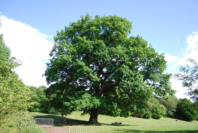 Oak tree, Cannon Hill Park © N Chadwick cc-by-sa/2.0 :: Geograph ...