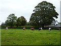 N9170 : Cattle grazing by James Allan