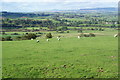 Grazed hillside above Wood House Farm