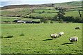 Sheep above Oak Slack Farm