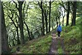 Footpath in Stones Wood