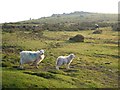 Sheep on Cripdon Down