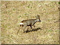 Roe deer near Kirkmichael