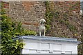 Dog on the top