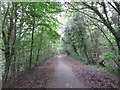 Woodland tunnel on NCN Route 46 near Pentre-Piod