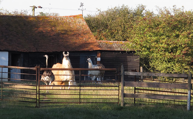 An Essex farmyard