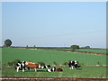 SE5343 : Grazing land, Brumber Hill Farm by JThomas