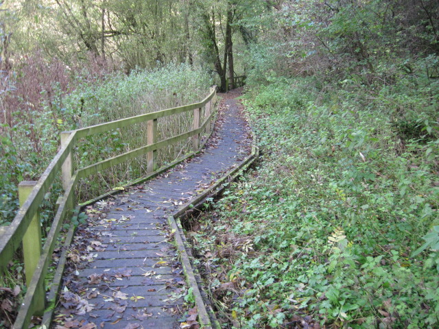 Footpath in Slinter Wood