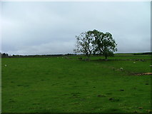 NH7946 : Trees on grassland at Cantraydoune by Dave Fergusson
