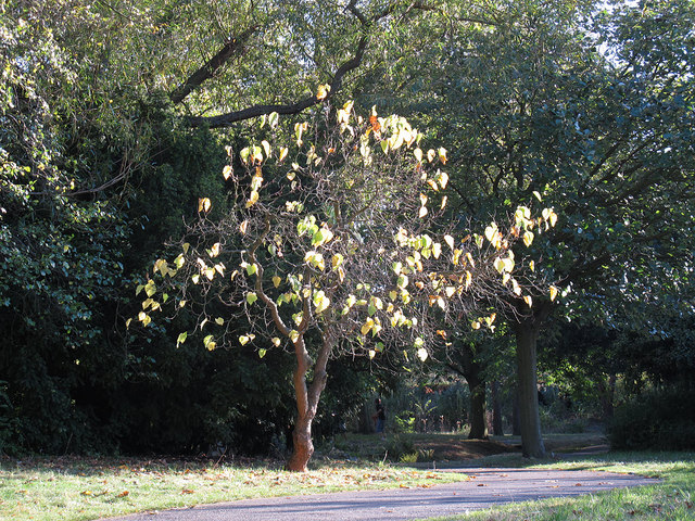 Mulberry tree in autumn