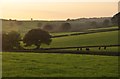 Mid Devon : Grassy Fields & Hedgerows