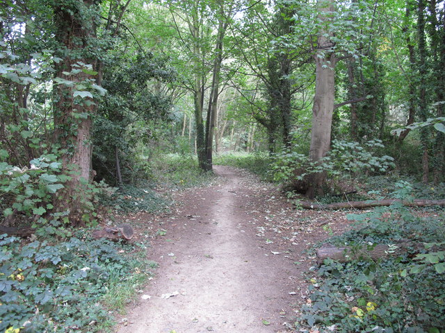 Woodland path in Ash Plantation