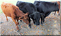 SU0725 : Dexter cattle by Jonathan Kington