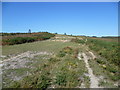 The heathland of Ashdown Forest