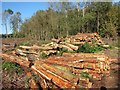 Log Pile in Reeves Wood