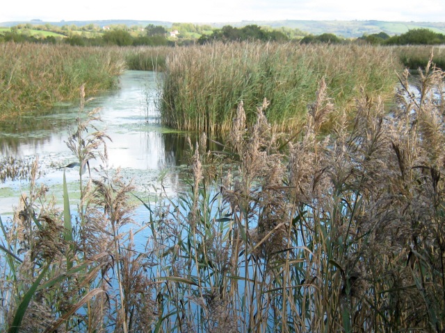 Flooded peat workings, Westhay Moor Nature Reserve
