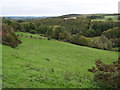 Pasture near Healeyburn wood