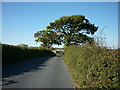 SZ5888 : Green Lane towards Greenlane farm by Ian S