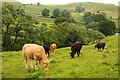 SD8963 : Cattle by Malham Beck by Steve Daniels