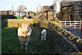 Mother and calf at Gill Farm