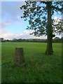 Trig point and tree: Lane Ends