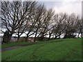 Trees in Cathcart Cemetery