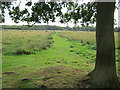 Footpath through Little Fen at Redgrave and Lopham Fen