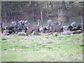 Roe deer near Kirkmichael