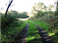 Footpath by Byng Bridge, Pettistree