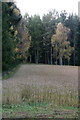 Fields and woodland west of Kinclaven