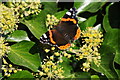 Red Admiral