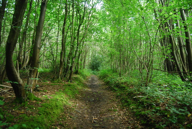 Path in Mereworth Woods © N Chadwick :: Geograph Britain and Ireland