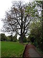 Footpath in Darley Abbey Park