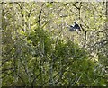 SK2063 : Heron in flight through trees by Peter Barr