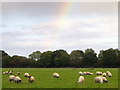 Grazing sheep near Swallowcliffe