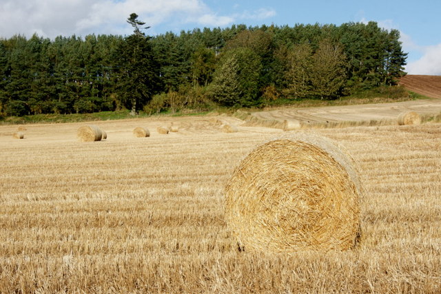 Barley stubble, Lethendy © Mike Pennington :: Geograph Britain and Ireland