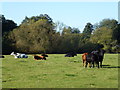 Cattle in Snailwell, Newmarket