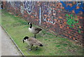 Geese by the canal